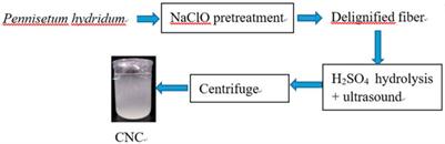 Preparation and Characterization of Cellulose Nanocrystal Extraction From Pennisetum hydridum Fertilized by Municipal Sewage Sludge via Sulfuric Acid Hydrolysis